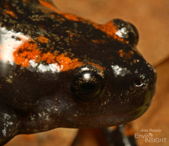 Newton's Rubber Frog photo 5