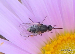 Apolysis