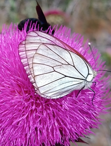 Black-veined White