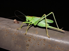 Tettigonia orientalis