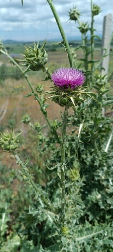 milk thistle