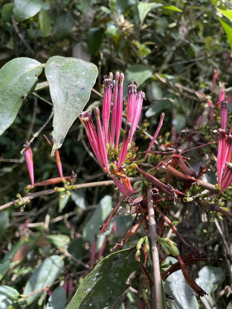 Tapinanthus constrictiflorus