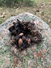 Nyctereutes procyonoides