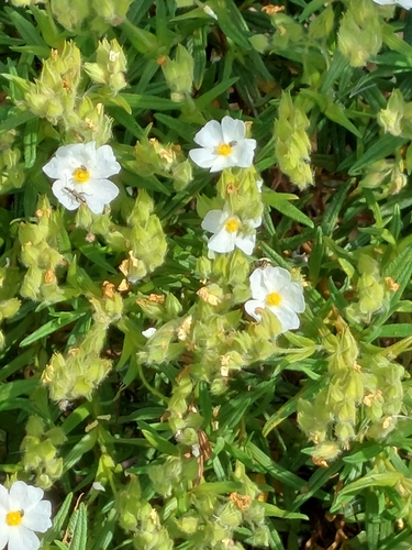 Avistamiento Estepa negra (Cistus monspeliensis)