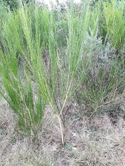 Cytisus scoparius