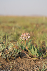 Asclepias adscendens