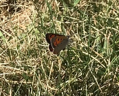 Lycaena phlaeas hypophlaeas
