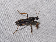 Ectomocoris