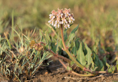 Asclepias adscendens