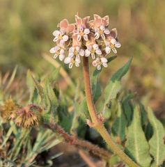 Asclepias adscendens