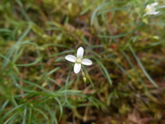 Moehringia muscosa