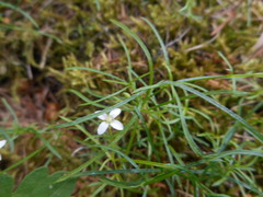 Moehringia muscosa