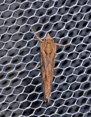 Meyrickella torquesauria