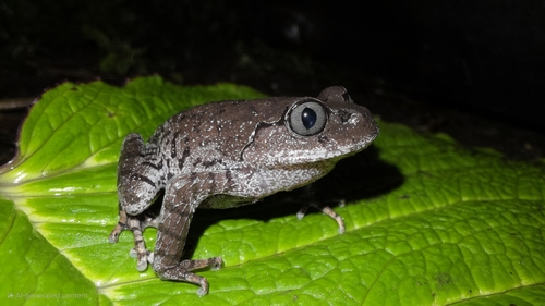 Bompu Litter Frog, Leptobrachium bompu