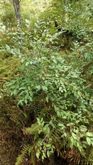 Lyonia ligustrina