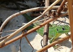 Lacerta trilineata