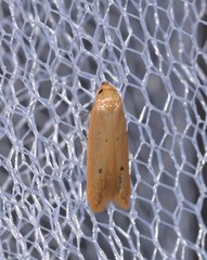 Platoloncha psamathina