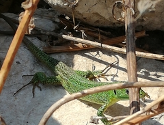 Lacerta trilineata