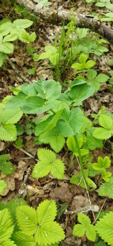 Image of Laserpitium latifolium by (c) Альбина, some rights reserved (CC BY)