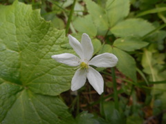 Anemonoides trifolia