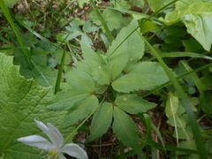 Anemonoides trifolia