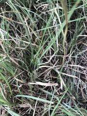 Bouteloua dactyloides