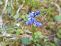 Polygala alpestris