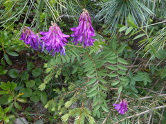 Hedysarum hedysaroides