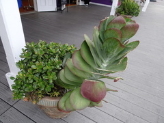 Kalanchoe luciae