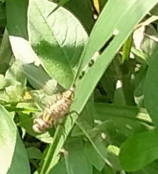 Slender Skimmer