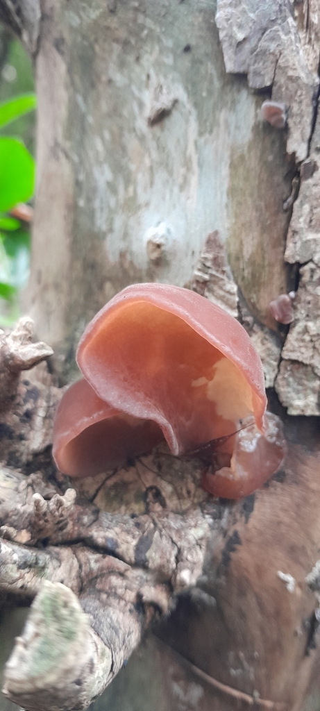 Auricularia fuscosuccinea · May 2025 · photo: © rafaperazzolo (iNaturalist, cc-by)