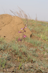 Eulophia hians hians