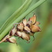 Carex panicea - Photo (c) Julien Preud'homme, algunos derechos reservados (CC BY-NC), subido por Julien Preud'homme