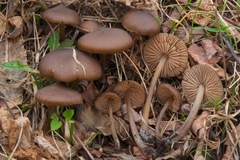 Entoloma hirtipes