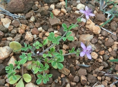 Cleome felina