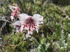 Gladiolus variegatus