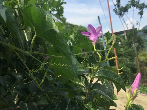Bejuco de caucho (Cryptostegia grandiflora)