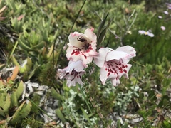 Gladiolus variegatus