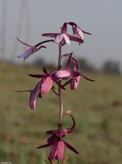 Eulophia hians hians