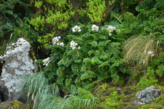 Anisotome latifolia
