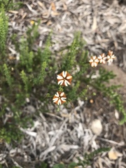 Jamesbrittenia albomarginata