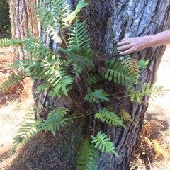 Polypodium scouleri