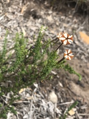 Jamesbrittenia albomarginata