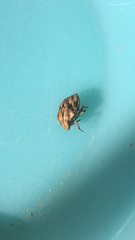 Odontotarsus