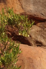 Dodonaea viscosa angustifolia