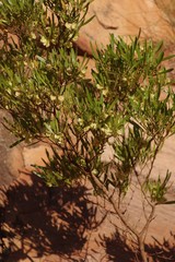 Dodonaea viscosa angustifolia