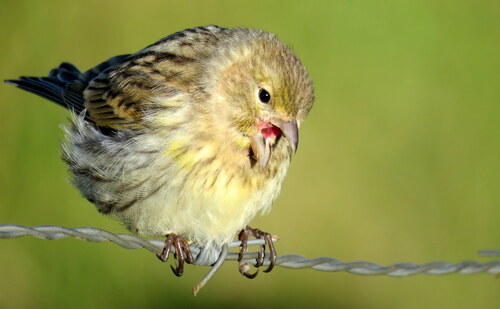 Serin des Canaries