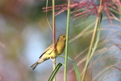 Emberiza sulphurata