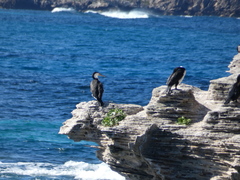 Phalacrocorax varius hypoleucos