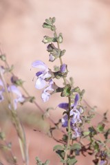 Salvia dentata